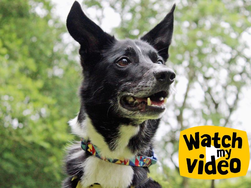 Border Collie for adoption in Liverpool, Merseyside – 9 years old