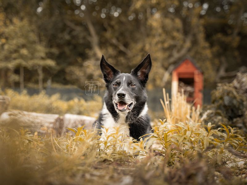 Star | Collie (Border) | Merseyside (Liverpool) - 1