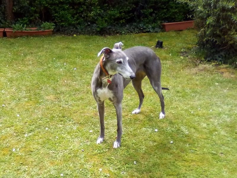Greyhound for adoption in Shoreham-by-Sea, West Sussex – 11 years old - Image 1 of 10
