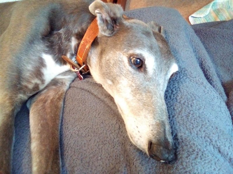 Greyhound for adoption in Shoreham-by-Sea, West Sussex – 11 years old - Image 2 of 10