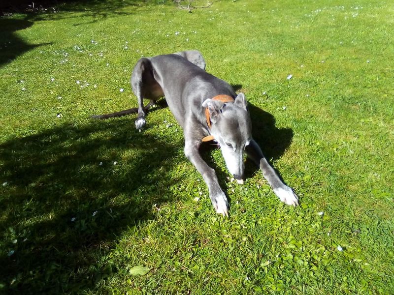 Greyhound for adoption in Shoreham-by-Sea, West Sussex – 11 years old - Image 7 of 10