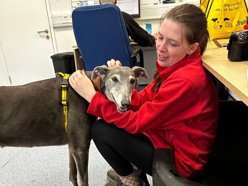 Greyhound for adoption in Shoreham-by-Sea, West Sussex – 11 years old - Image 9 of 10