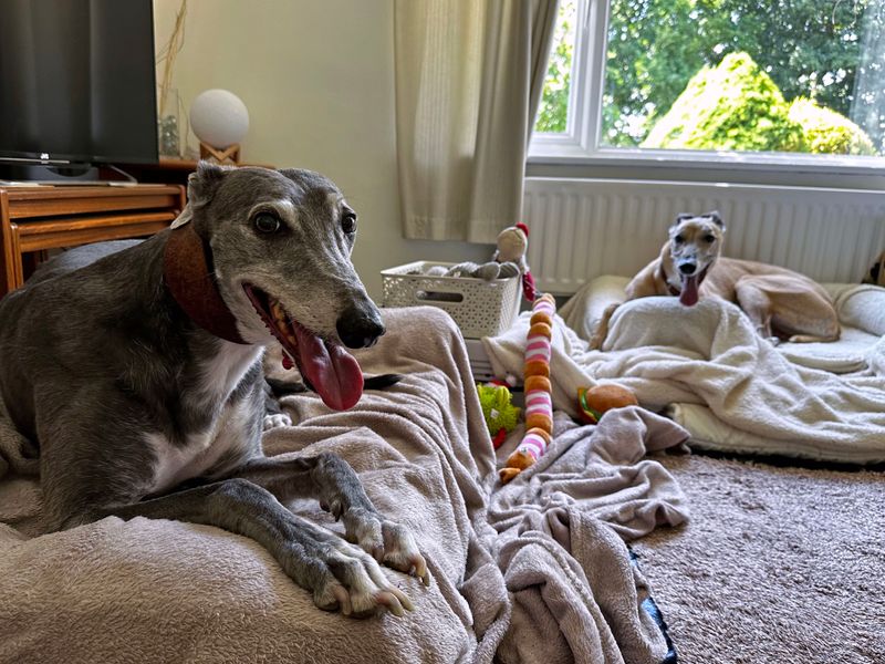 Greyhound for adoption in Shoreham-by-Sea, West Sussex – 11 years old - Image 5 of 10