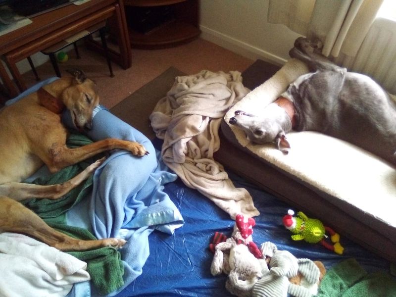 Greyhound for adoption in Shoreham-by-Sea, West Sussex – 11 years old - Image 8 of 10