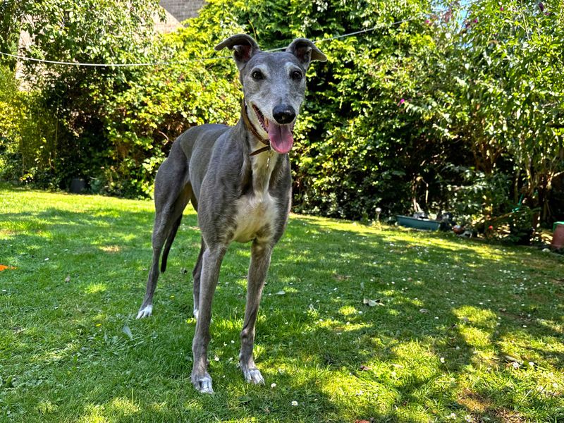 Greyhound for adoption in Shoreham-by-Sea, West Sussex – 11 years old - Image 3 of 10