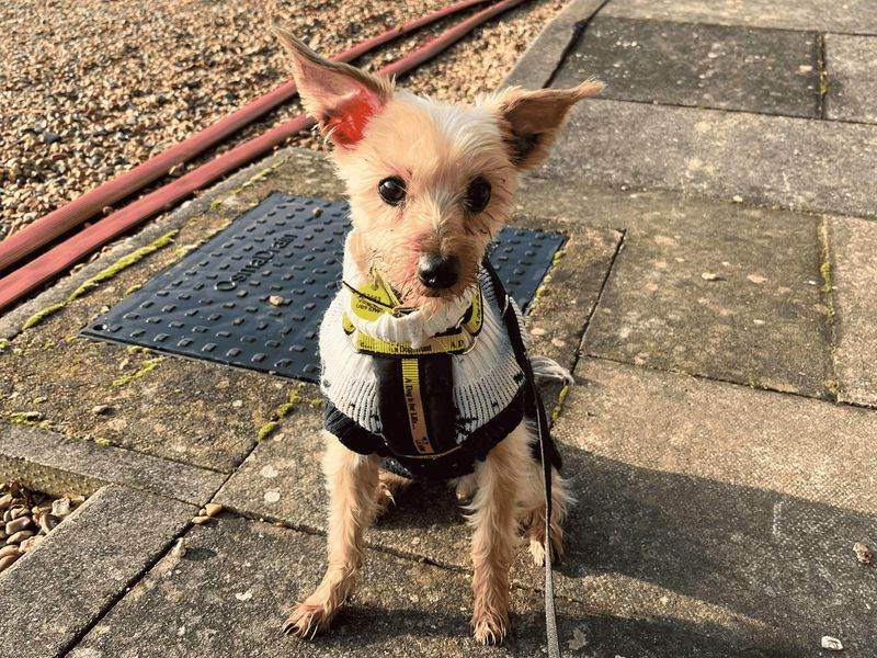 Yorkshire Terrier for adoption in Uxbridge, London – 10 years old