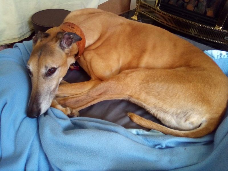 Scooby doo for sale in Shoreham by Sea, West Sussex - Image 3