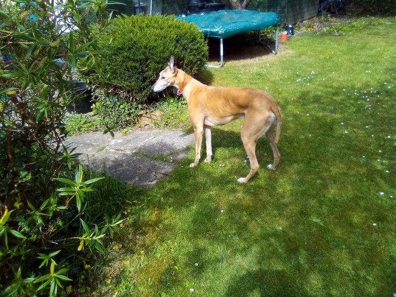 Scooby doo for sale in Shoreham by Sea, West Sussex - Image 4