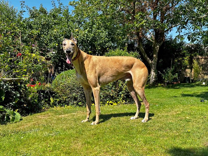Scooby doo for sale in Shoreham by Sea, West Sussex - Image 6