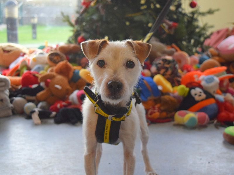 Jack Russell Terrier for adoption in Uxbridge, London – 11 years old - Image 2 of 3