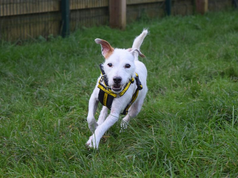 Jack Russell Terrier for adoption in Uxbridge, London – 11 years old - Image 3 of 3
