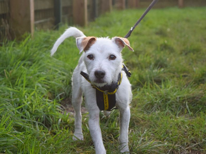 Jack Russell Terrier for adoption in Uxbridge, London – 11 years old - Image 1 of 3