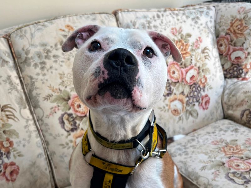 Staffordshire Bull Terrier for adoption in Wymeswold, Leicestershire – 8 years old - Image 2 of 2