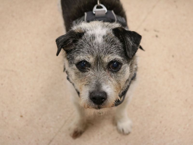 Jack Russell Terrier for adoption in Glasgow, Scotland – 16 years old - Image 2 of 3