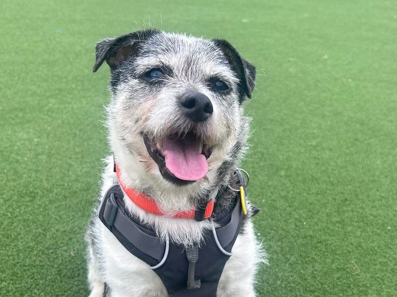 Jack Russell Terrier for adoption in Glasgow, Scotland – 16 years old - Image 1 of 3