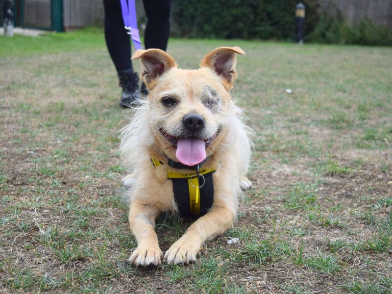 Jack Russell for adoption in Uxbridge, London – 9 years old