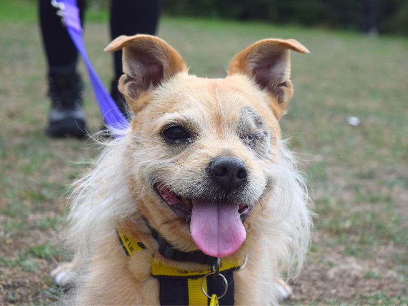 Jack Russell for adoption in Uxbridge, London – 9 years old - Image 3 of 4