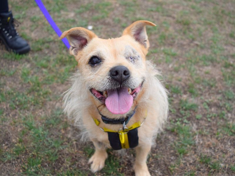 Jack Russell for adoption in Uxbridge, London – 9 years old - Image 2 of 4