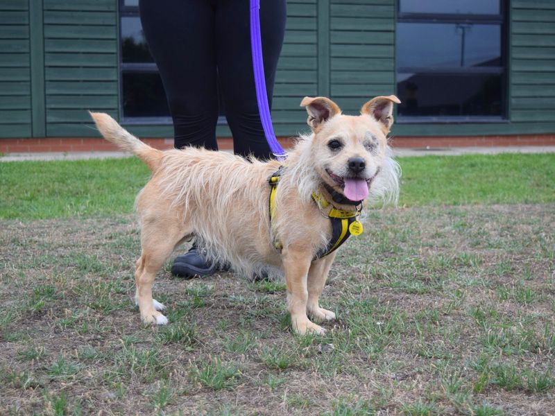 Jack Russell for adoption in Uxbridge, London – 9 years old - Image 4 of 4