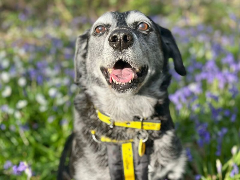 Betty | Retriever (Labrador) Cross | Canterbury - 1