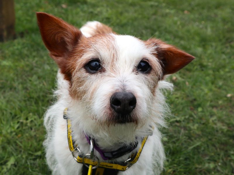 Rosy | Terrier (Jack Russell) | Harefield West London - 1