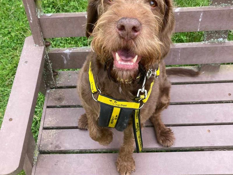 Cocker Spaniel for adoption in Mid Glamorgan, Wales – 9 years old - Image 4 of 5