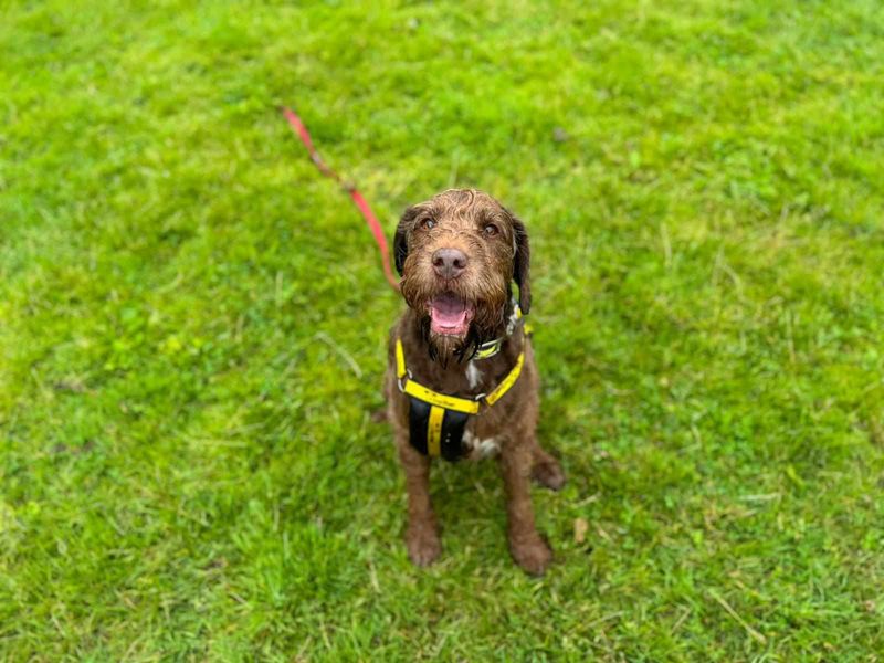 Cocker Spaniel for adoption in Mid Glamorgan, Wales – 9 years old - Image 2 of 5