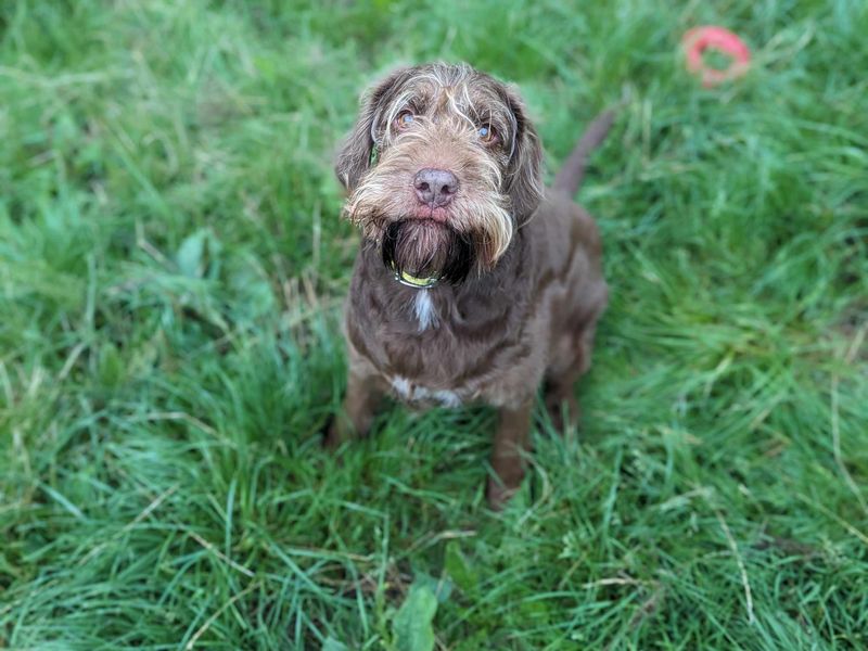 Cocker Spaniel for adoption in Mid Glamorgan, Wales – 9 years old - Image 5 of 5