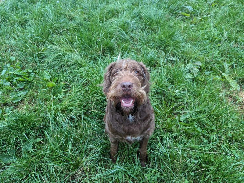 Cocker Spaniel for adoption in Mid Glamorgan, Wales – 9 years old - Image 1 of 5
