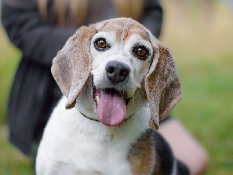 Beagle for adoption in Kenilworth, Warks – 10 years old - Image 1 of 5