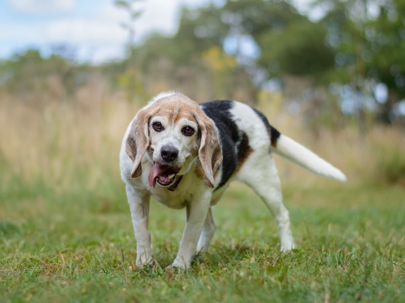 Beagle for adoption in Kenilworth, Warks – 10 years old - Image 2 of 5