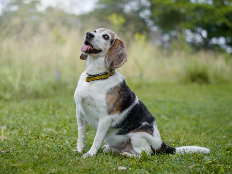 Beagle for adoption in Kenilworth, Warks – 10 years old - Image 4 of 5