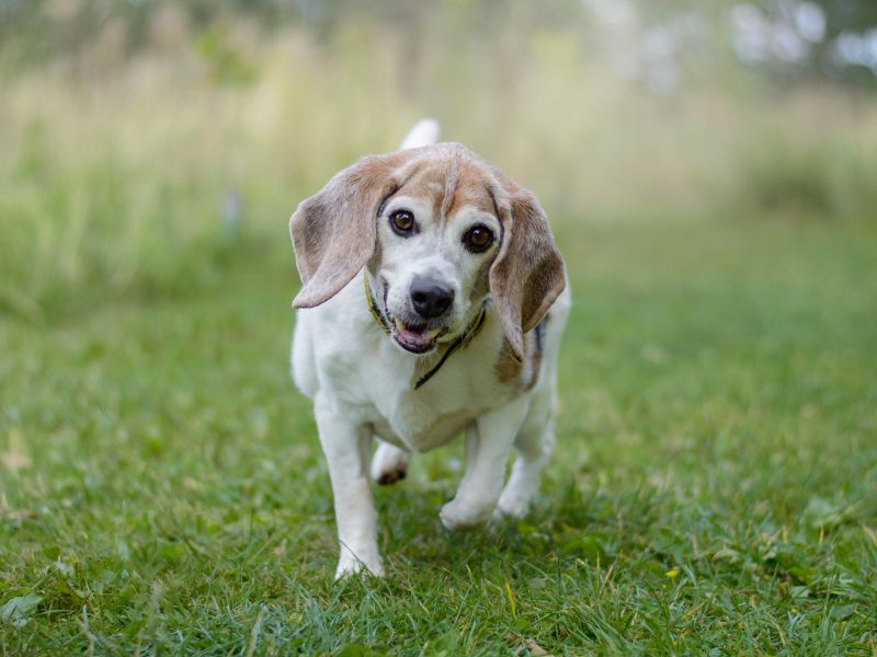 Beagle for adoption in Kenilworth, Warks – 10 years old - Image 5 of 5