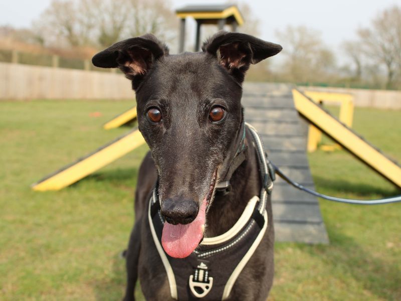 Ben for sale in Newbury, Berks | Image 3