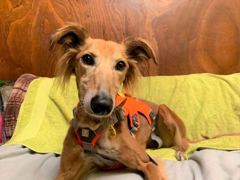 Lizzie Longlegs | Saluki Cross | West Calder (Edinburgh) - 1