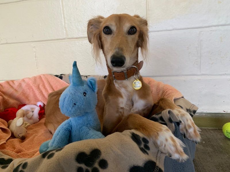 Saluki Dogs for Adoption: Find Your Loyal Companion