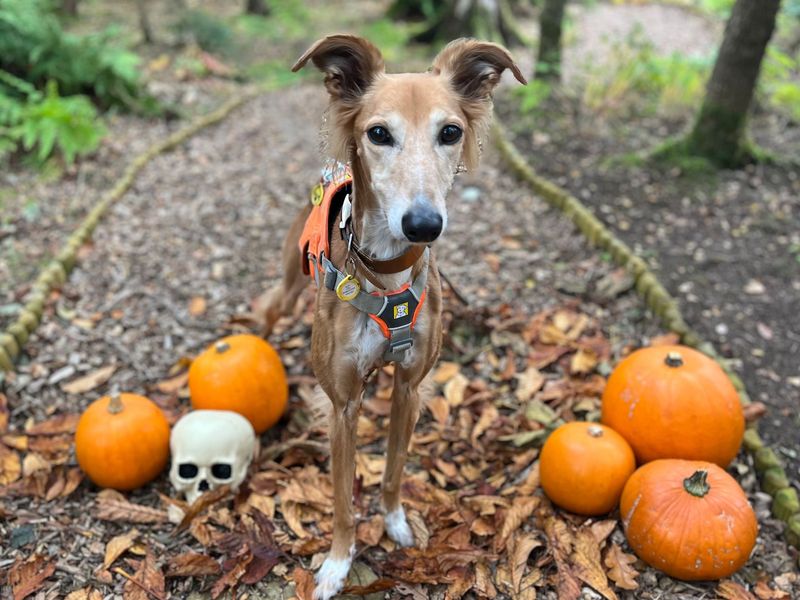 Lizzie Longlegs | Saluki Cross | West Calder (Edinburgh) - 1