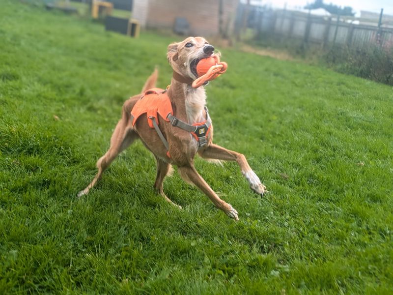 undefined | Saluki Cross | undefined - 11