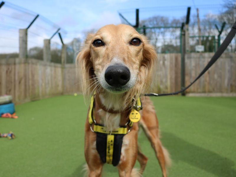 Lizzie Longlegs | Saluki Cross | West Calder (Edinburgh) - 1