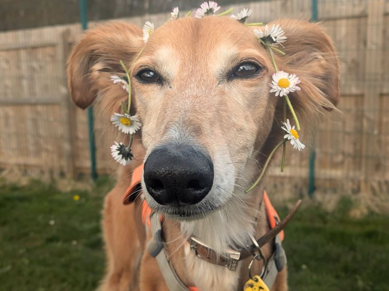 undefined | Saluki Cross | undefined - 8