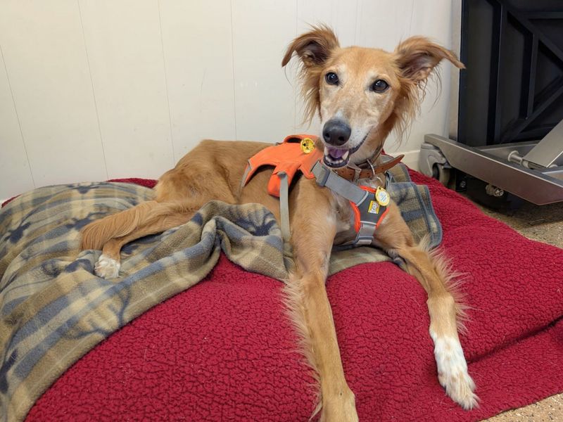 undefined | Saluki Cross | undefined - 3