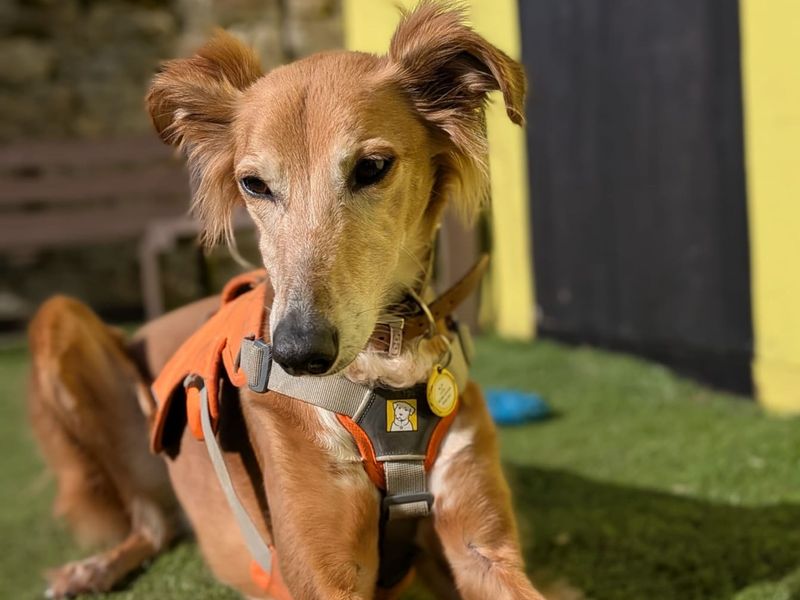 undefined | Saluki Cross | undefined - 13