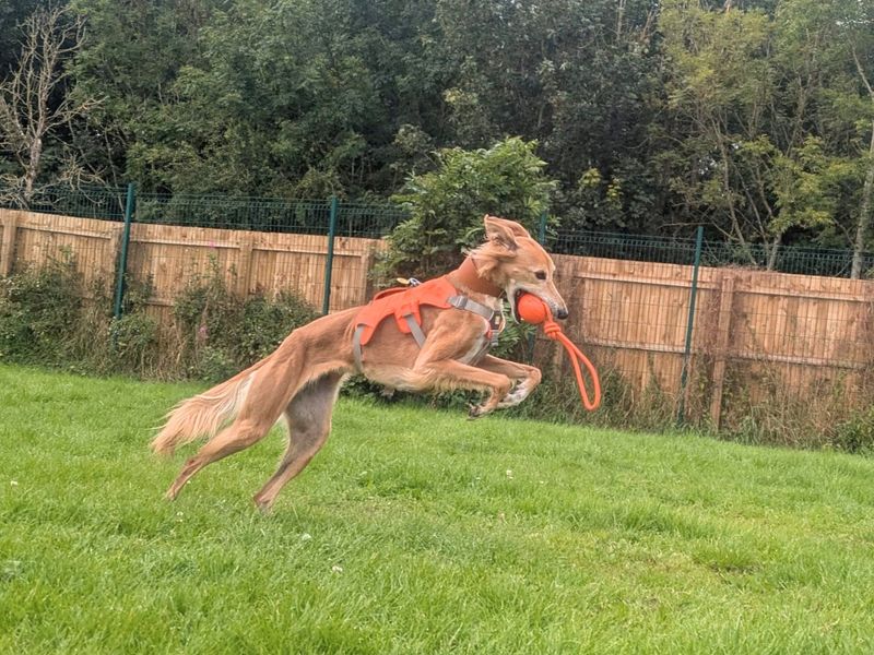 undefined | Saluki Cross | undefined - 6