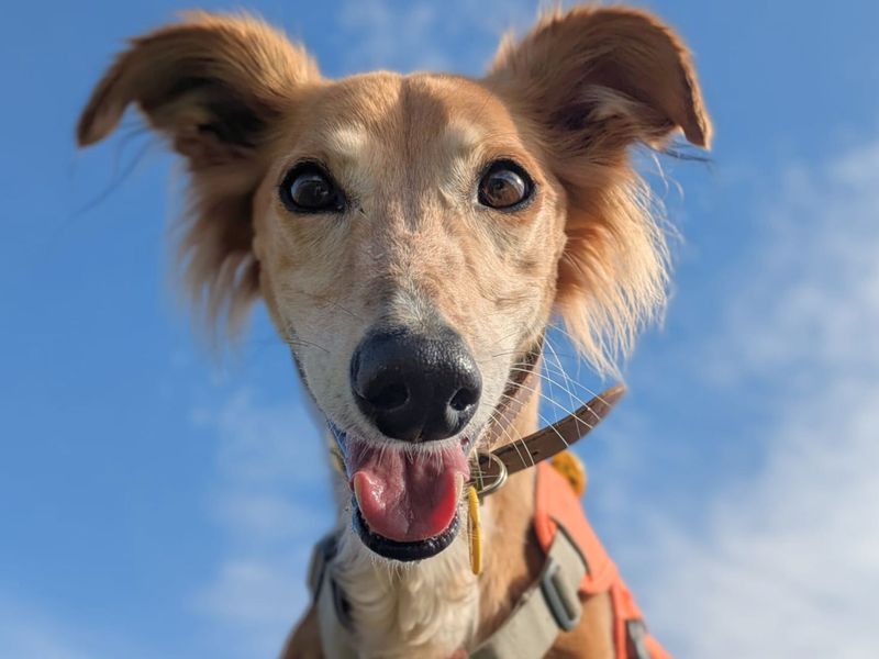 undefined | Saluki Cross | undefined - 1