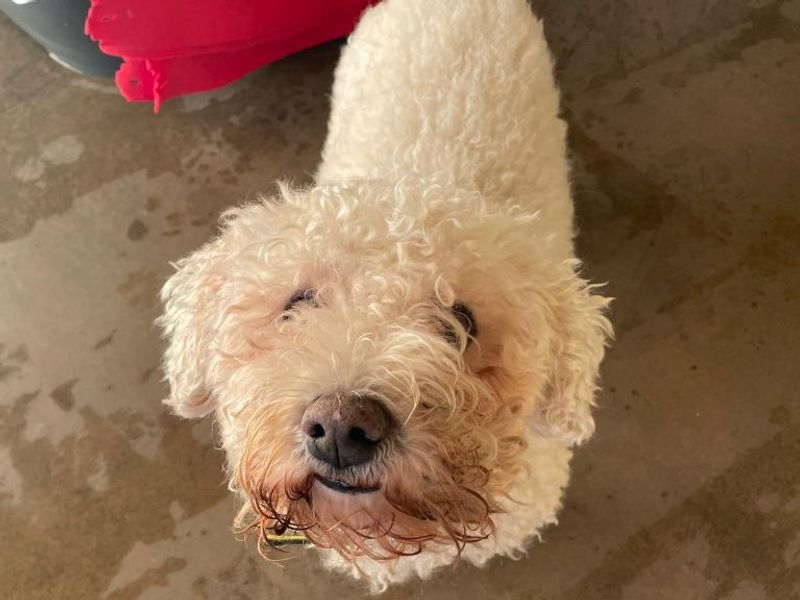 Poodle for adoption in Telford, Shropshire – 14 years old - Image 3 of 3