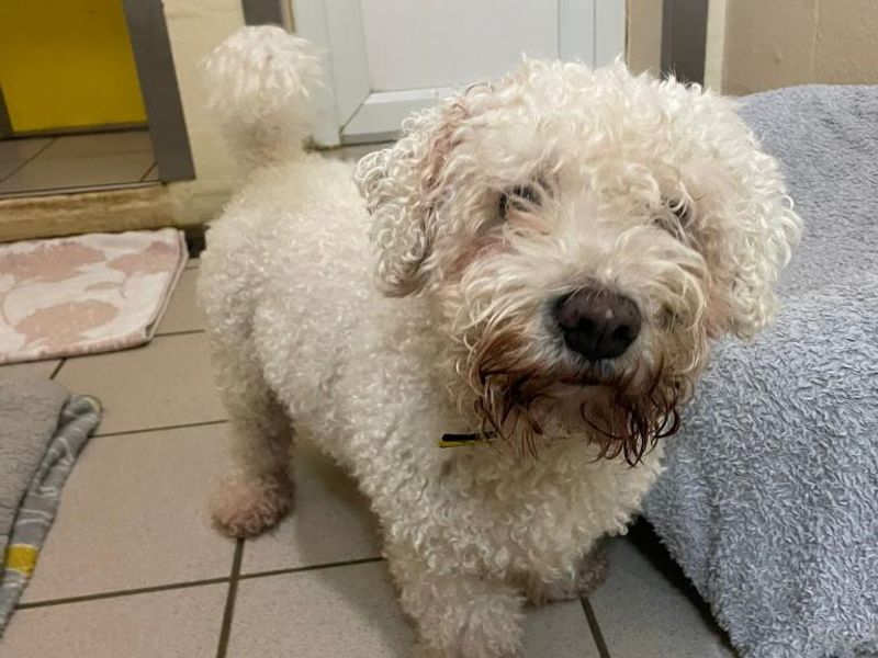 Teddy for sale in Telford, Shropshire | Image 2