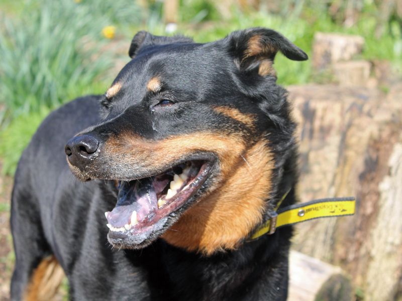 Sam | Crossbreed | Merseyside (Liverpool) - 1