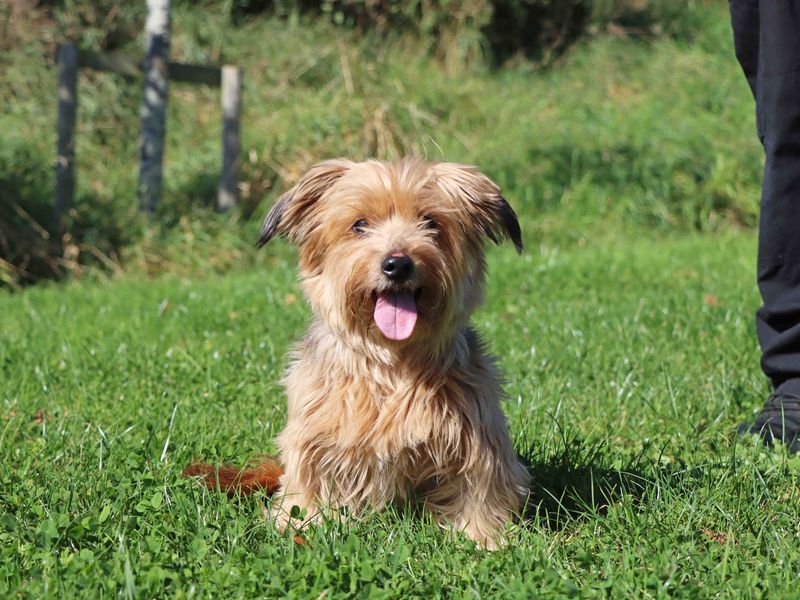 Yorkshire Terrier for adoption in Sadberge, Co Durham – 11 years old - Image 3 of 3