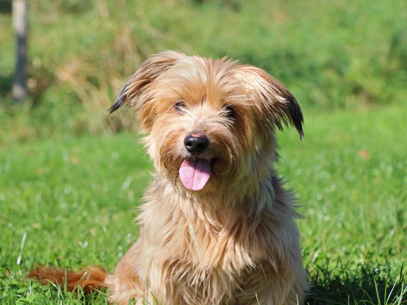 Yorkshire Terrier for adoption in Sadberge, Co Durham – 11 years old - Image 1 of 3