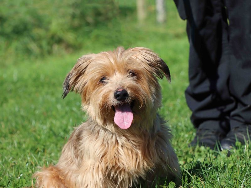 Yorkshire Terrier for adoption in Sadberge, Co Durham – 11 years old - Image 2 of 3